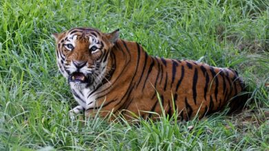 There are 40% more tigers in the world than previously estimated