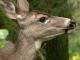 Drive safe: More deer on highways due to mating season
