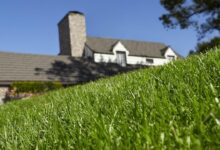 Are you making these 5 common spring lawn care mistakes?