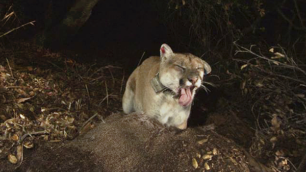 Tribes bury P-22, Southern California's famed mountain lion
