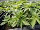 Medical marijuana has a new spark of life in NC legislature