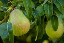 Trust your gut: 5 reasons why fiber-forward pears are a fall favorite