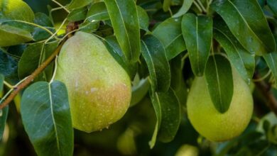 Trust your gut: 5 reasons why fiber-forward pears are a fall favorite