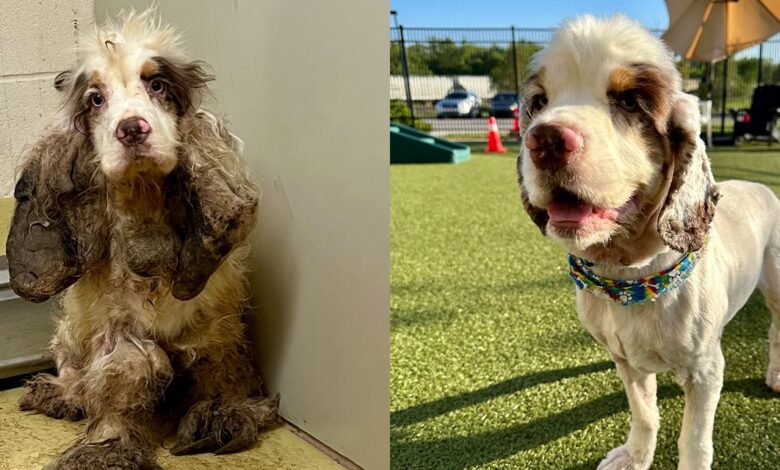 Bow to Wow - America's Top 10 Shelter Dog Makeovers