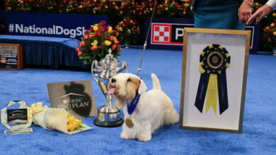 Stache the Sealyham terrier wins the National Dog Show