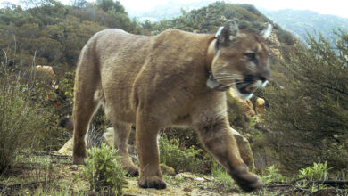 Cougar attacks five mountain bikers on a trail in Washington state