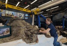'Dueling Dinosaurs:' One-of-a-kind dig, laboratory access at Raleigh science museum