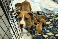 Abandoned dog and puppies found in suitcase