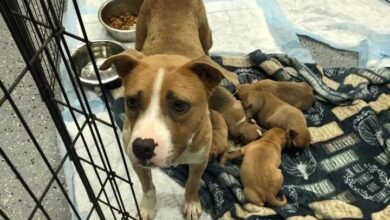 Abandoned dog and puppies found in suitcase