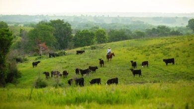 How cattle grazing protects and benefits the land