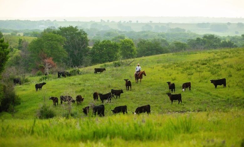 How cattle grazing protects and benefits the land