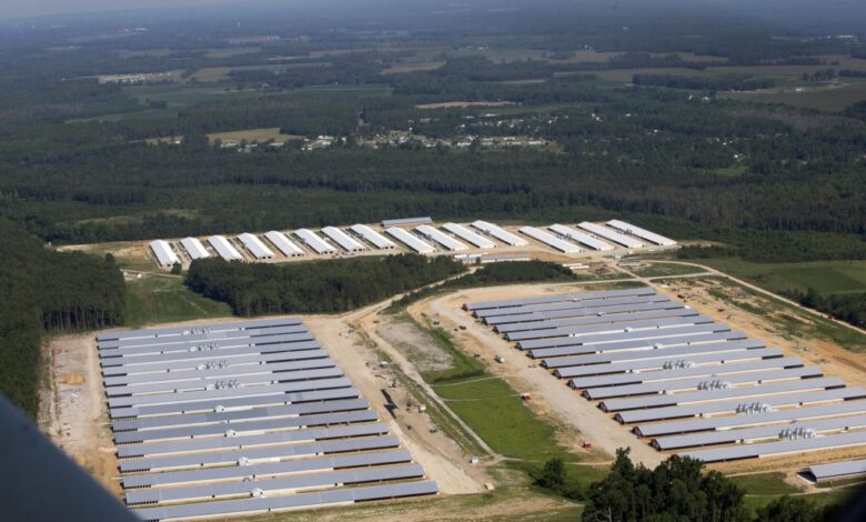 North Carolina’s poultry industry surges, but at what cost to health and environment?