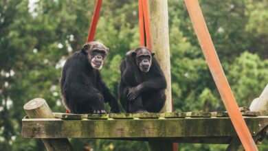 Frail chimps headed from New Mexico to Louisiana sanctuary