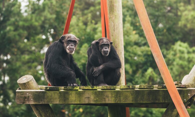 Frail chimps headed from New Mexico to Louisiana sanctuary