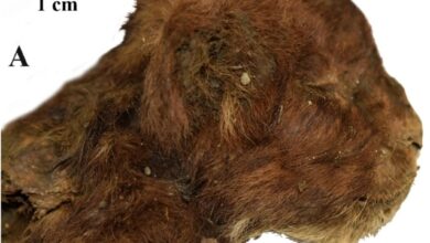 Scientists find a 35,000-year-old saber-toothed kitten in the Siberian permafrost