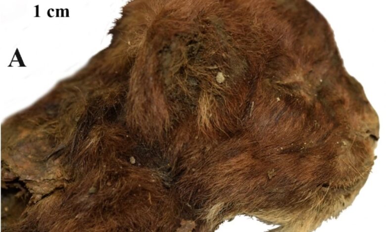 Scientists find a 35,000-year-old saber-toothed kitten in the Siberian permafrost