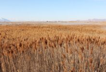 You might beat back phragmites, the scourge of wetlands, but then what?