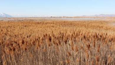 You might beat back phragmites, the scourge of wetlands, but then what?