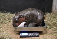 New year, new pygmy hippo: A naming poll for this Virginia zoo baby is underway