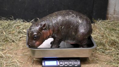 New year, new pygmy hippo: A naming poll for this Virginia zoo baby is underway