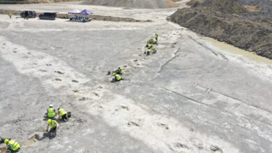 Jurassic footprints are discovered on a 'dinosaur highway' in southern England