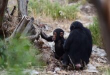 Peeing is contagious in chimpanzees, study suggests