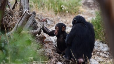 Peeing is contagious in chimpanzees, study suggests