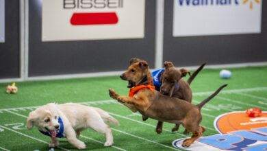 See Spot run: Photos from a historic Puppy Bowl