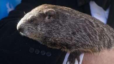 What it's like to party in the native habitat of Groundhog Day star Punxsutawney Phil