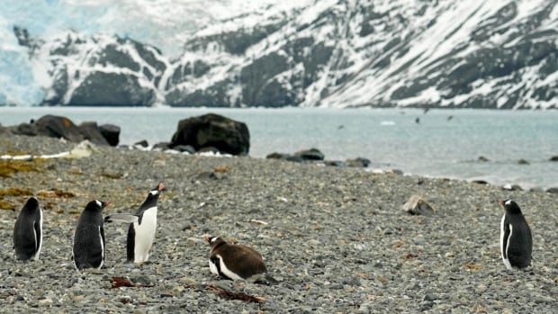 Antarctica belongs to no one. But many countries are angling for a piece