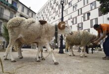 Drought-stricken Algeria plans to import 1 million sheep ahead of Islam's Eid Al-Adha