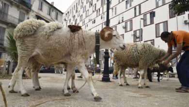 Drought-stricken Algeria plans to import 1 million sheep ahead of Islam's Eid Al-Adha