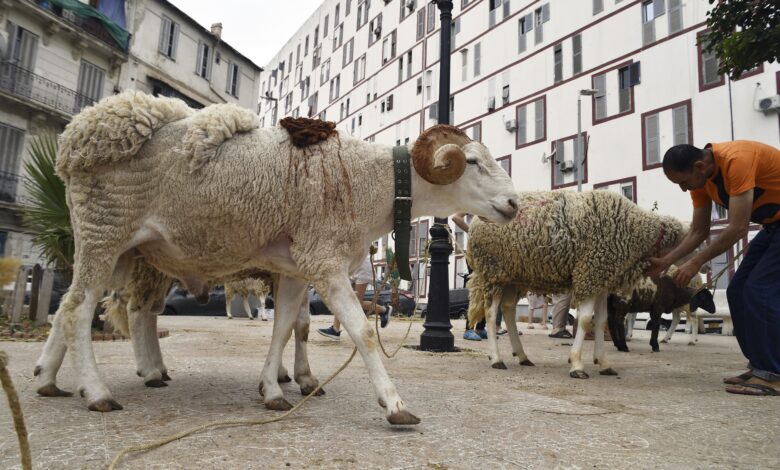 Drought-stricken Algeria plans to import 1 million sheep ahead of Islam's Eid Al-Adha