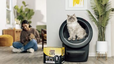 4 Easy Ways Busy Cat Owners Can Care for Their Felines