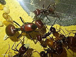 Kenyan court fines four men for queen ant trafficking