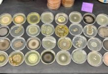 What mold in Black Mountain could teach us about health and fungi after a natural disaster