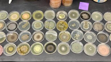 What mold in Black Mountain could teach us about health and fungi after a natural disaster
