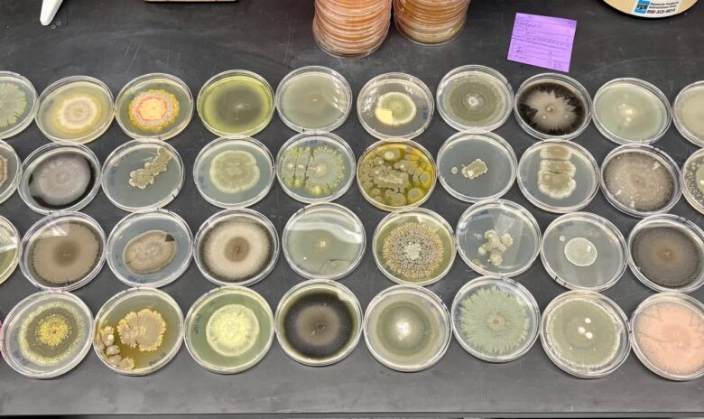 What mold in Black Mountain could teach us about health and fungi after a natural disaster